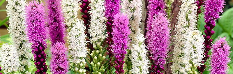 Header Liatris - Garden Express Australia