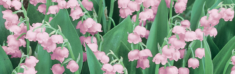 Header Lily Of The Valley