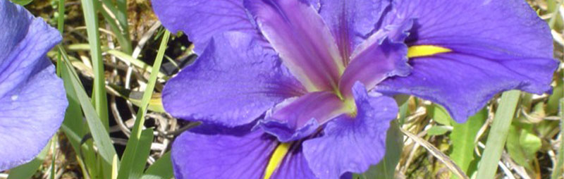 Header Louisiana Iris - Garden Express Australia