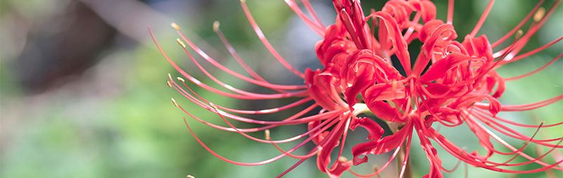 Header Lycoris - Garden Express Australia