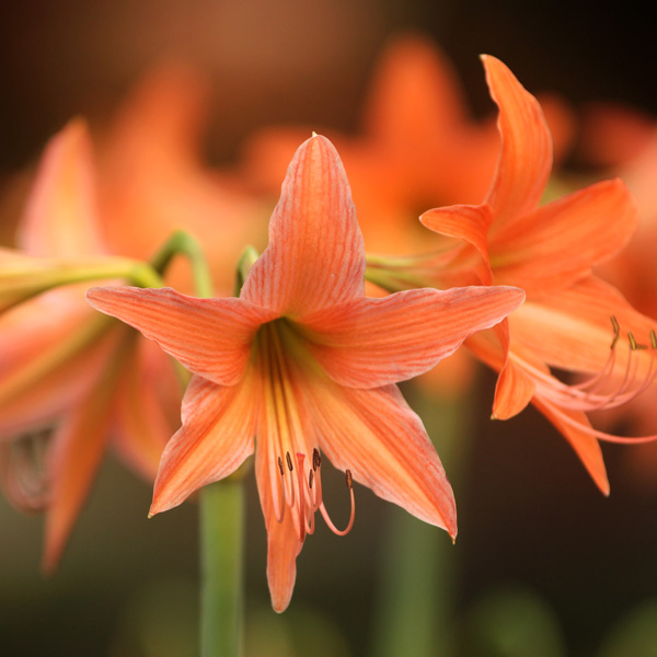Hippeastrum Mini Orange Garden Express