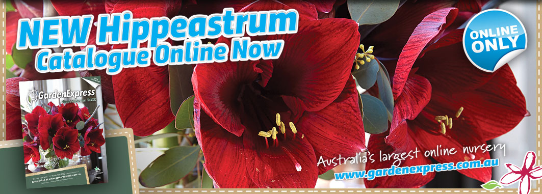 Hippeastrum Slider