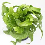 Best Gardening Gifts For Him Hurricane Birds Nest Fern Pplhurbnf - Garden Express Australia