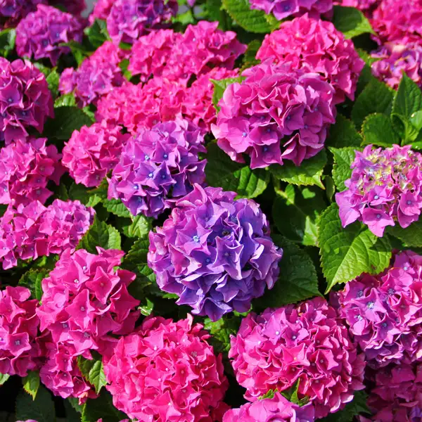 Hydrangea Todi Hydrangea Todi