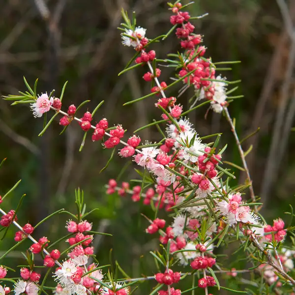 Hypocalymma Pink Myrtle