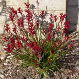Kangaroo Paw Bush Elegance Pplkpabel - Garden Express Australia