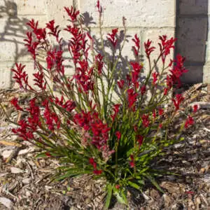 Cyclamen Growing Guide Kangaroo Paw Bush Elegance Pplkpabel - Garden Express Australia