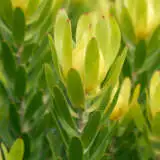 Leucadendron Winter Gold Pplcdwgo - Garden Express Australia