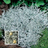 Leucophyta Silver Nugget