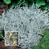 Leucophyta Silver Nugget Pplleusnu - Garden Express Australia