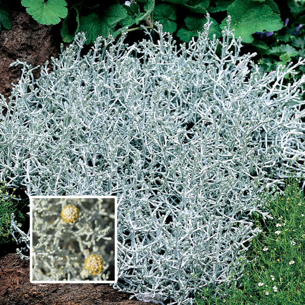 Leucophyta Silver Nugget