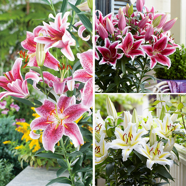 LILIUM ORIENTAL POT COLLECTION Garden Express