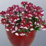 Nemesia Cherry Red Pplnemcre - Garden Express Australia