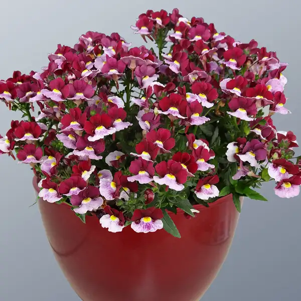 Nemesia Cherry Red