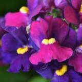 Nemesia Escential Bumbleberry