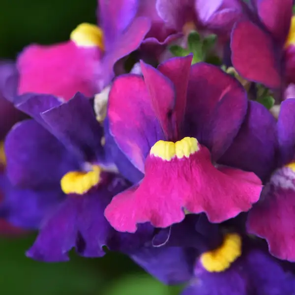 Nemesia Escential Bumbleberry