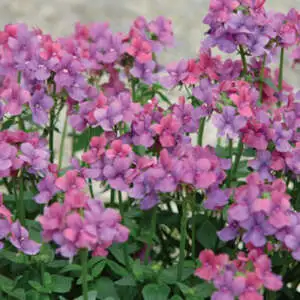 Cyclamen Growing Guide Nemesia Pink Lagoon Pplnempla - Garden Express Australia