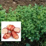 Nz Yam Pknzyam Reg - Garden Express Australia