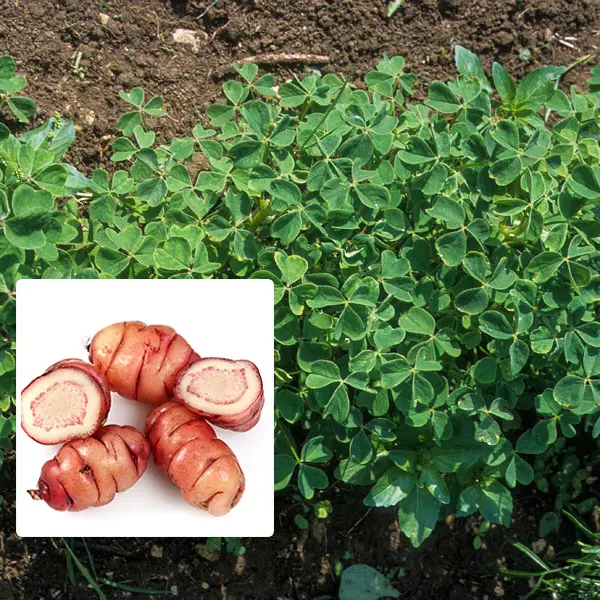 New Zealand Yam (regular Size)