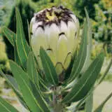 Protea Cream Mink Pplprocmi - Garden Express Australia