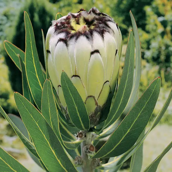 Protea Cream Mink