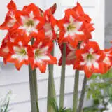 Sonatini Hippeastrum Eyecatcher Pkhipsey - Garden Express Australia