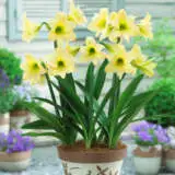 Sonatini Hippeastrum Marrakech Pkhipsma - Garden Express Australia