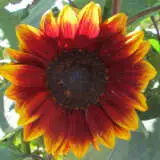 Sunflower Royal Velvet F1 Seesunrve - Garden Express Australia
