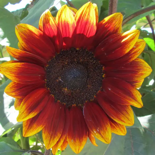 Seed – Sunflower Royal Velvet F1