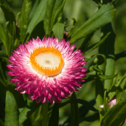 Xerochrysum Strawberry Blonde Pplxersbl - Garden Express Australia