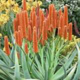 Aloe Tangerine Plaalotan - Garden Express Australia