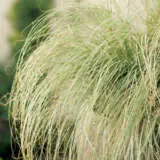 Carex Frosted Curls 14 - Garden Express Australia