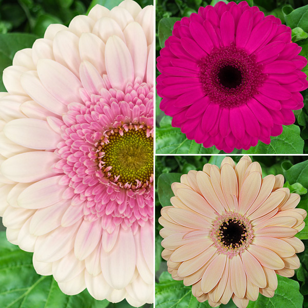 Gerbera Pretty N Pink Collection