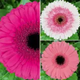 Gerbera Pretty N Pink Coll 2025 Colgerpnp - Garden Express Australia