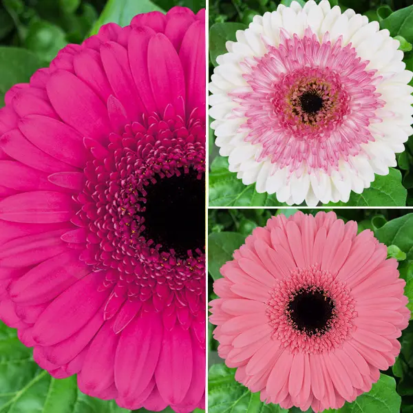 Gerbera Pretty N Pink Collection