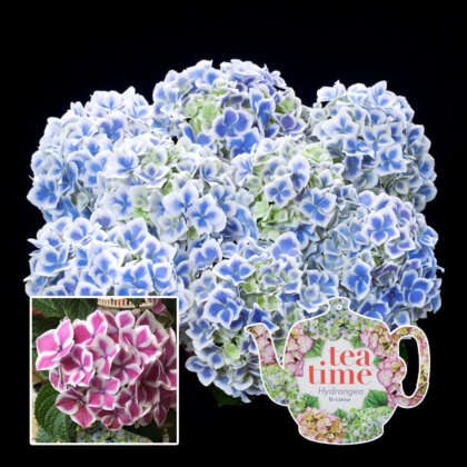 Hydrangea Tea Time Bicolour Pplhydttbc - Garden Express Australia