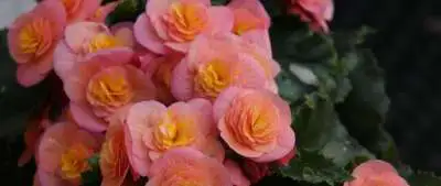 Photinia Growing Guide Admin Ajax 1 - Garden Express Australia