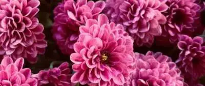 Photinia Growing Guide Admin Ajax - Garden Express Australia