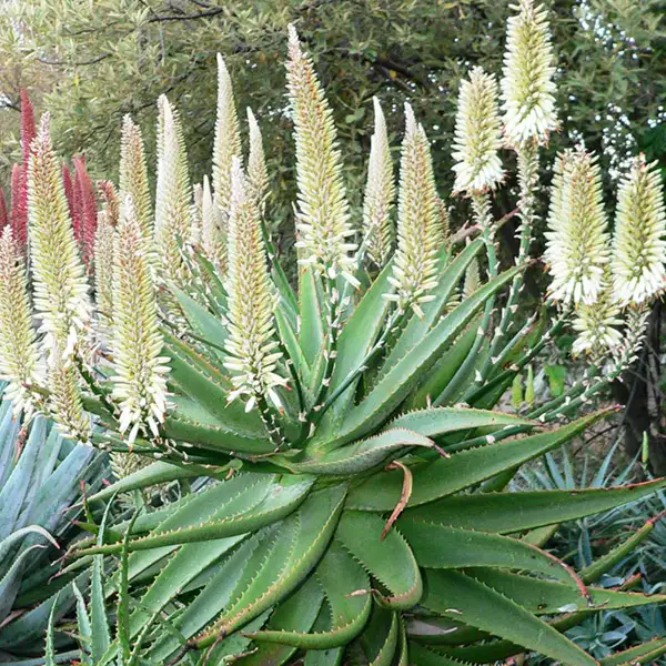 Aloe  Ivory Tower