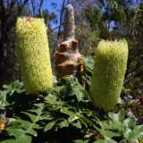Banksia Grandis Bull Banksia Pplbangbb - Garden Express Australia