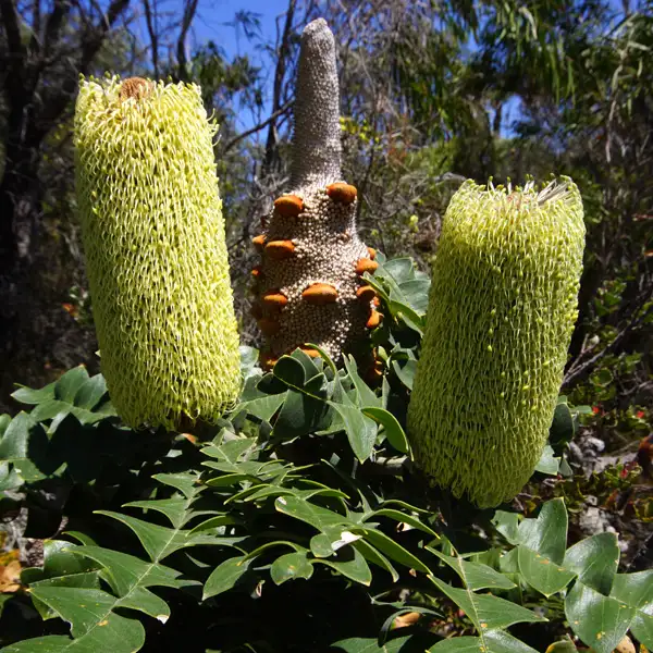 Banksia Grandis Bull Banksia