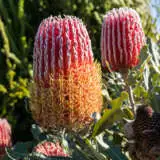 Banksia Menziesii Dwarf Pplbanmdw - Garden Express Australia