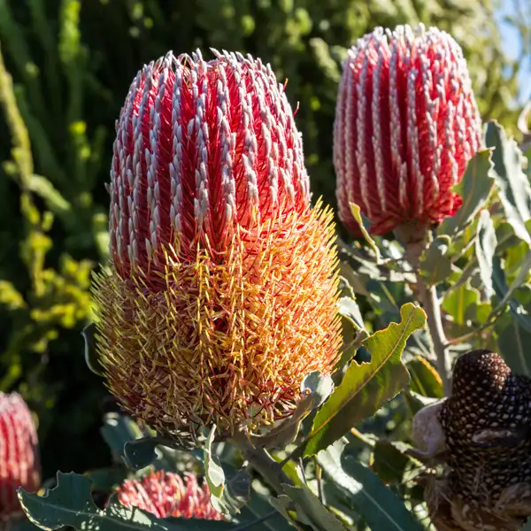 Banksia Menziesii Dwarf