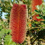Banksia Praemorsa Red Dawn