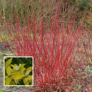 American Honeysuckle Growing Guide Cornus Sunshine Dogwood Pplcorssd - Garden Express Australia