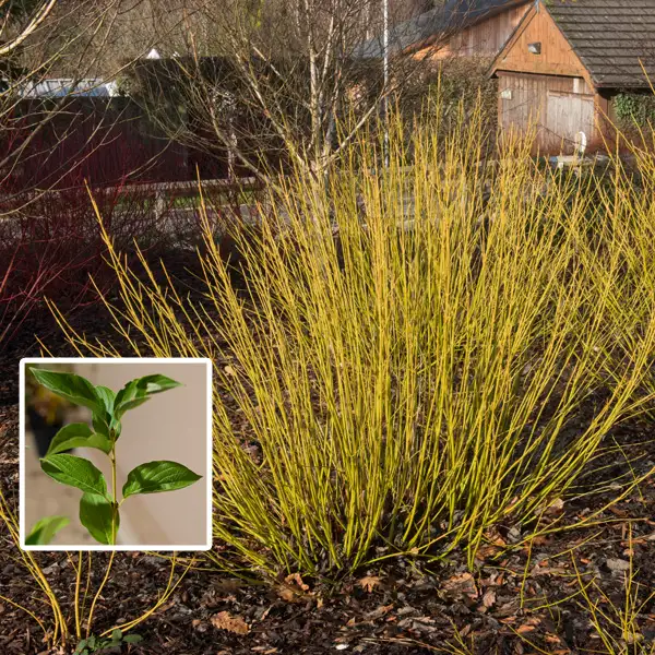 Cornus Yellow Stem Dogwood