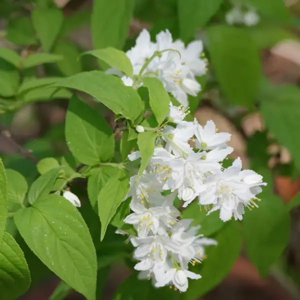 Deutzia Gracilis Deutzia Gracilis