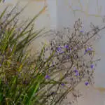 Australian Native Plants For Dry Shade Dianella Longifolia Lpodialon - Garden Express Australia