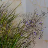 Dianella Longifolia Lpodialon - Garden Express Australia