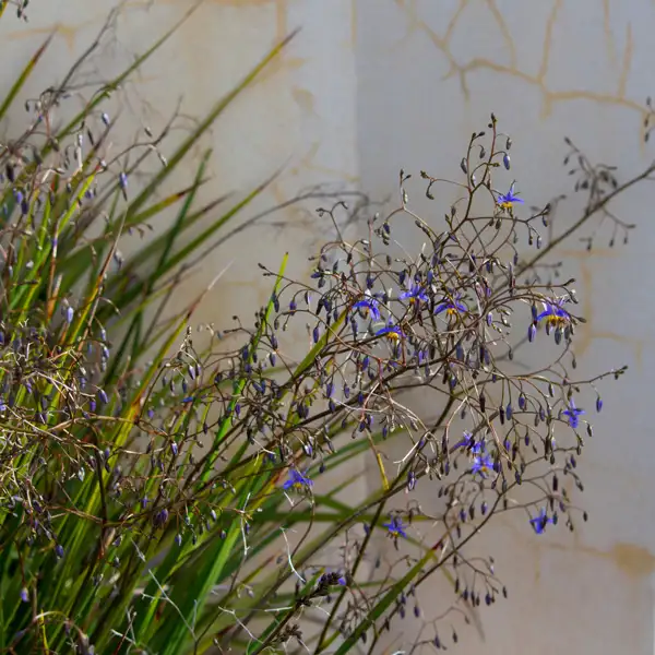 Dianella Longifolia